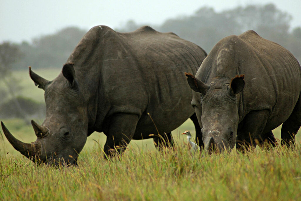 MyPlanet Rhino Fund Rhinos in the wild