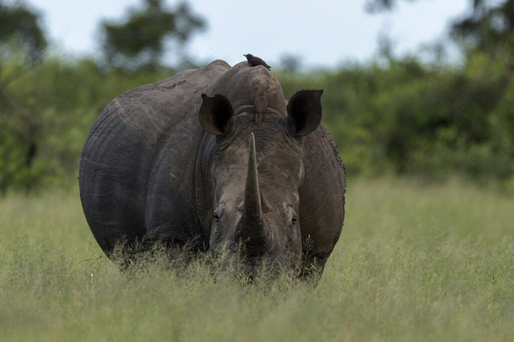 Rhino looking into camera