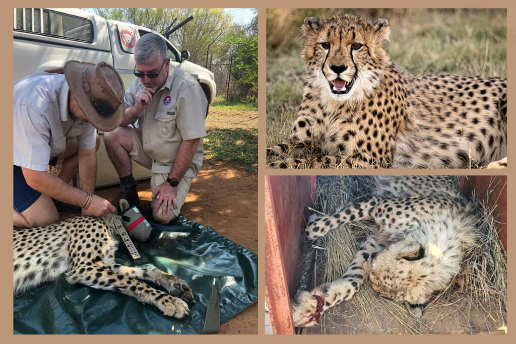 Cheetah Outreach Trust collage