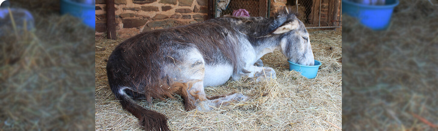 Eseltjiesrus Donkey Sanctuary banner