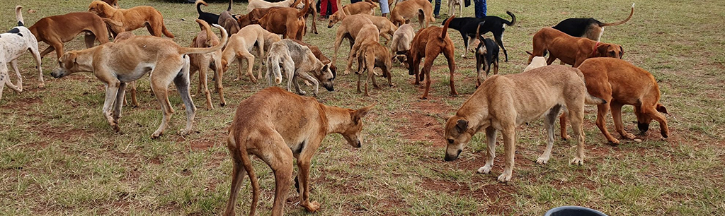 Hoedspruit Animal Outreach pups socializing