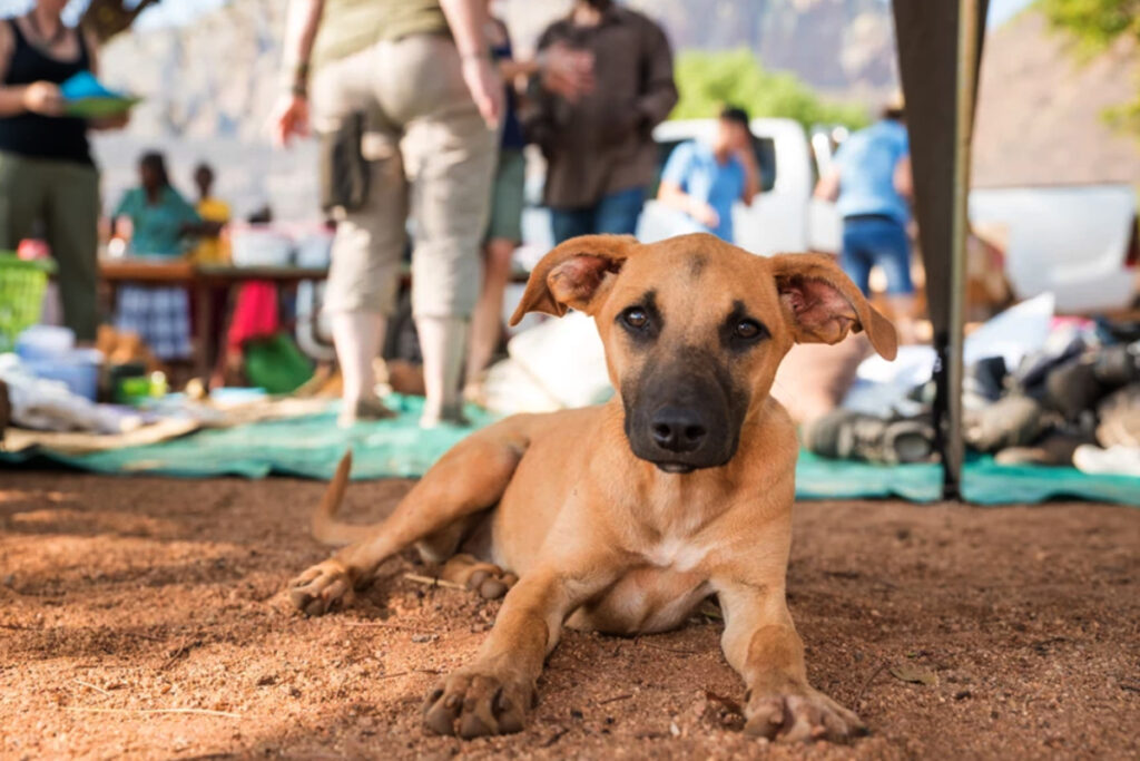 Hoedspruit Animal Outreach pup posing for camera