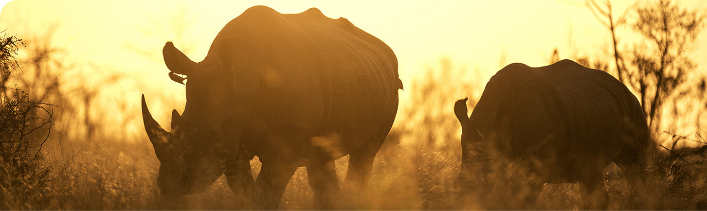 Black rhino and calf
