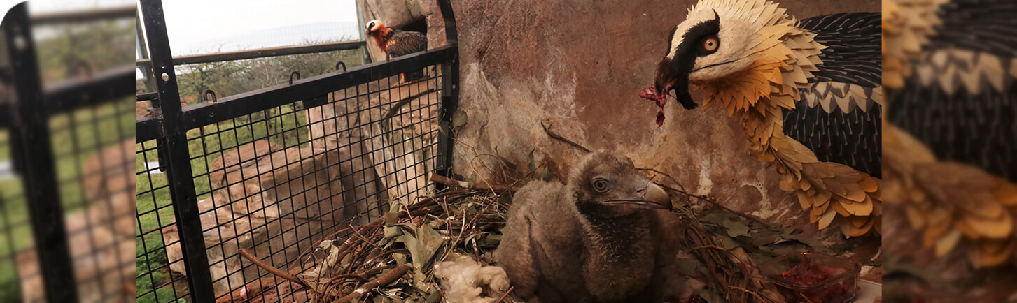 Wild vultures in pen