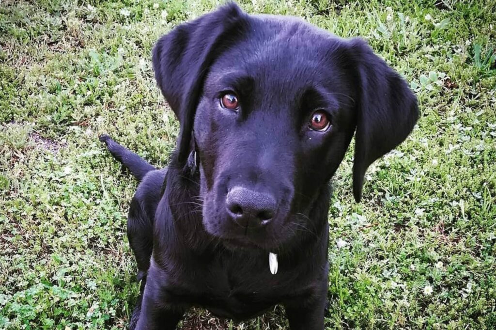 SA Guide Dog Doug close up