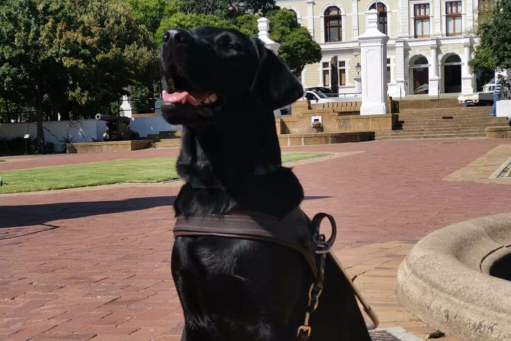 SA Guide Dog Doug posing for the camera