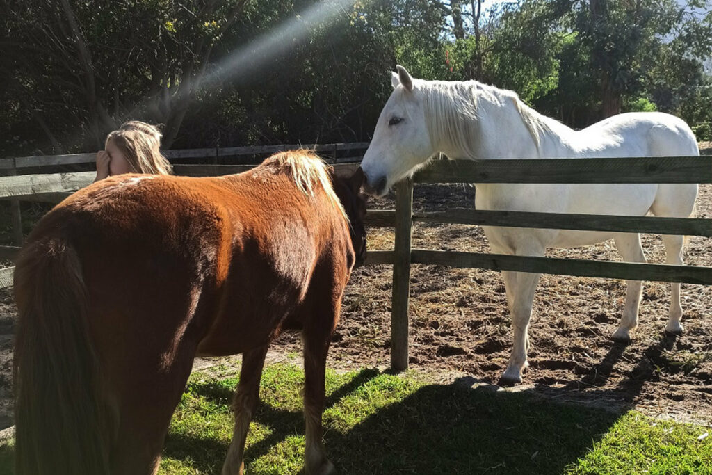 Cart horses in pen