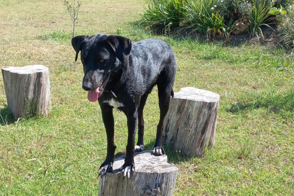 PAWS dog on stump