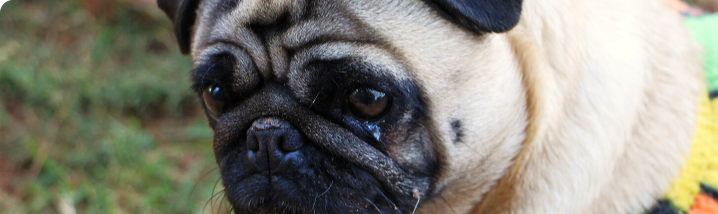 Thanda Inja pug banner