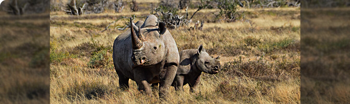 World Wildlife Fund rhino family