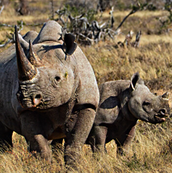 new homes for rhinos