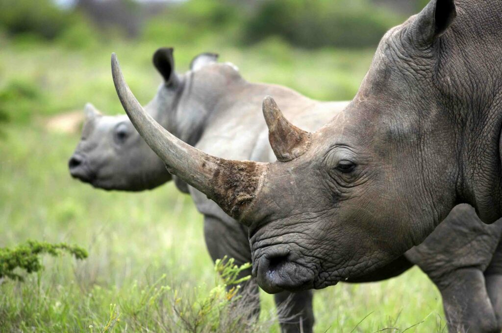 Rhino fund recipients in the wild
