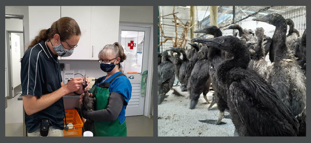 SANCCOB Cormorant chicks being cleaned and exploring