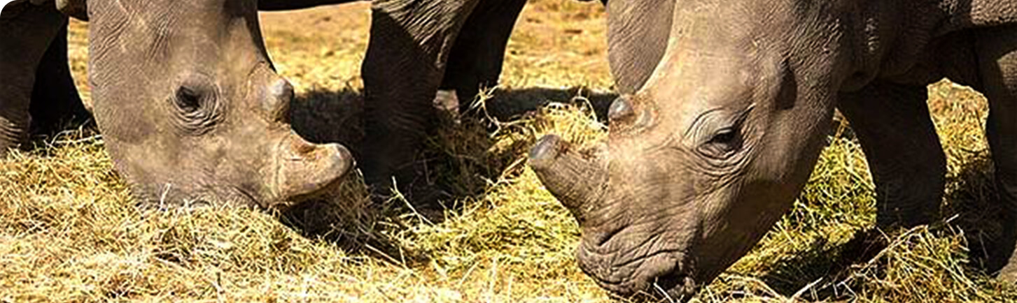 Hoedspruit Endangered Species Centre rhinos grazing