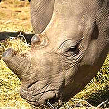 a rhino