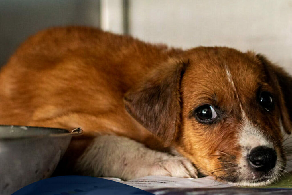 SPCA puppy saved from lockdown