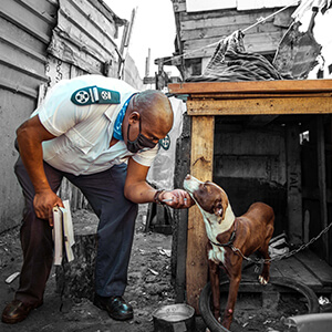 SAPCA caring for dogs