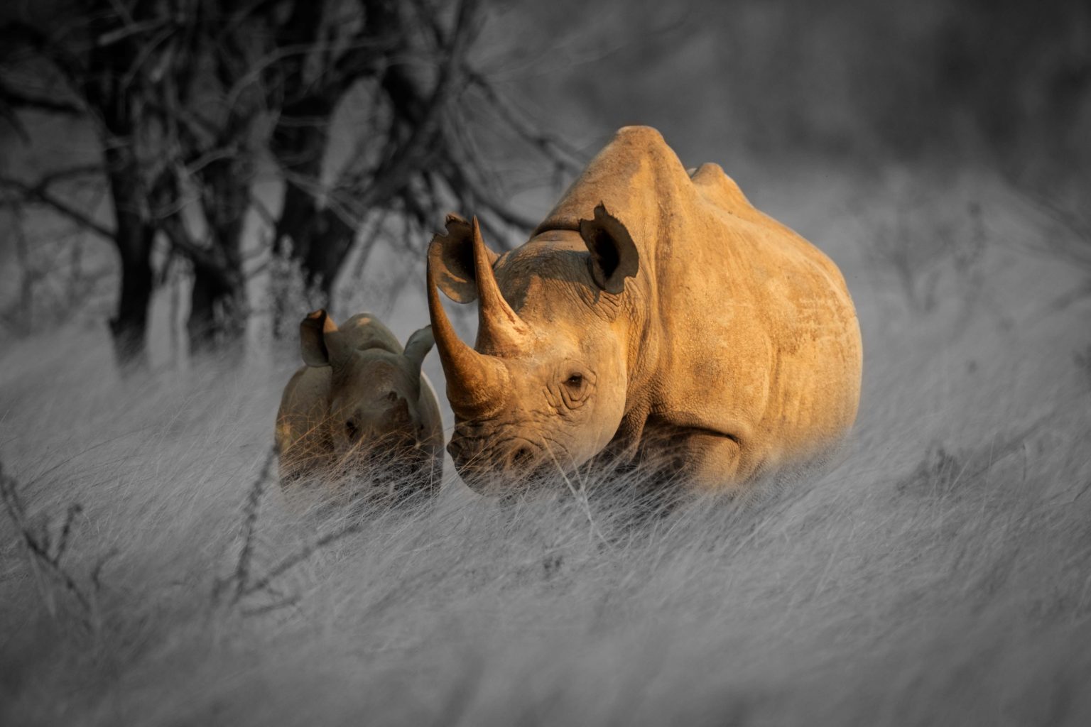 Rhino-bw-1-1536×1024