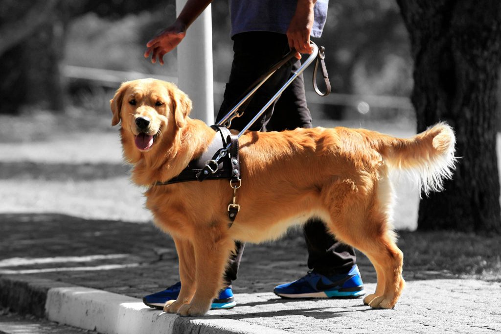 guide-dog